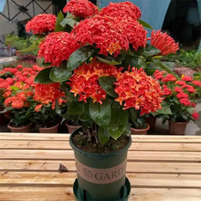 龙船花盆栽带花苞庭院阳台四季开花懒人好养花卉绣球花鲜花苗绿植