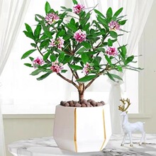 金边瑞香盆栽带花苞耐寒冬季开花不断花卉植物室内花易活好养老桩