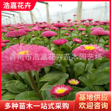 �r�Ճr��     ɽ�|�ͺ��ݻ��r��    �ݻ��r�����l����