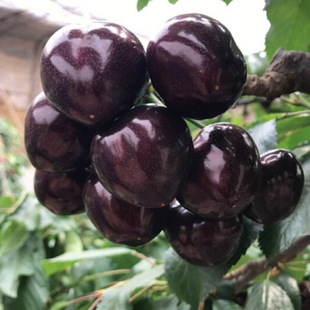 Russian No. 8 Cherry Saplings, Russian No. 8 Cherry Saplings, Purple Fragrant Cherries, Large Cherries That Bear Fruit in the Same Year