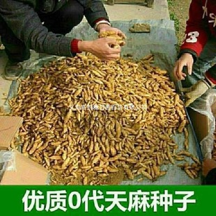 ��Nֲ��N��Ұ�����黨��0���N���r�F�ڸ߮a�҃�������N