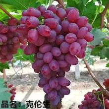 巨峰阳光玫瑰葡萄树苗小苗好成活易管理南北方种植盆栽地载现挖苗