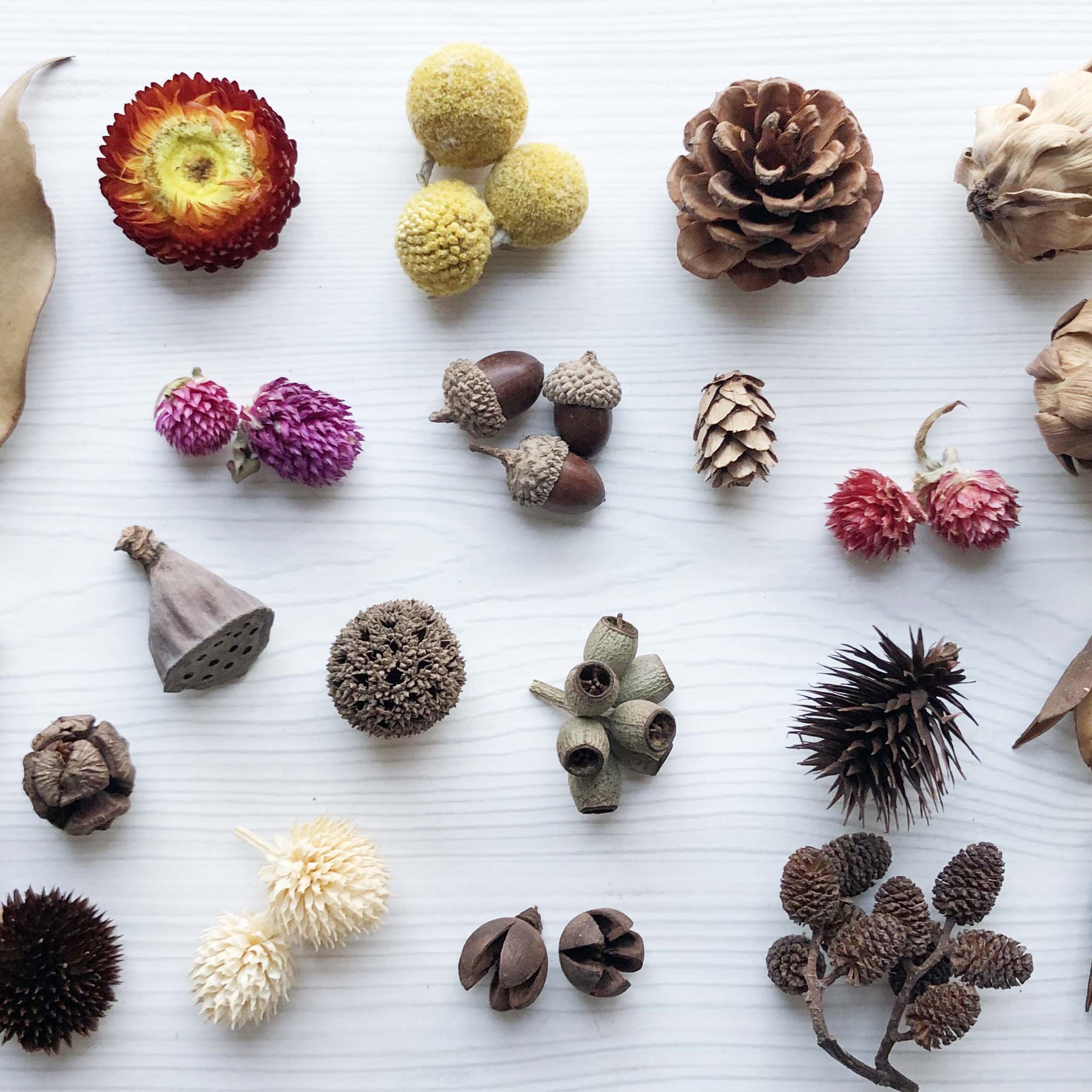 幹花材料樹枝橡果松果棉花蓮蓬幼兒園diy香薰蠟燭片裝飾拍攝道具