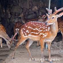 景区观赏活体温顺梅花鹿幼崽 人工饲养成年梅花鹿 梅花鹿租赁展览