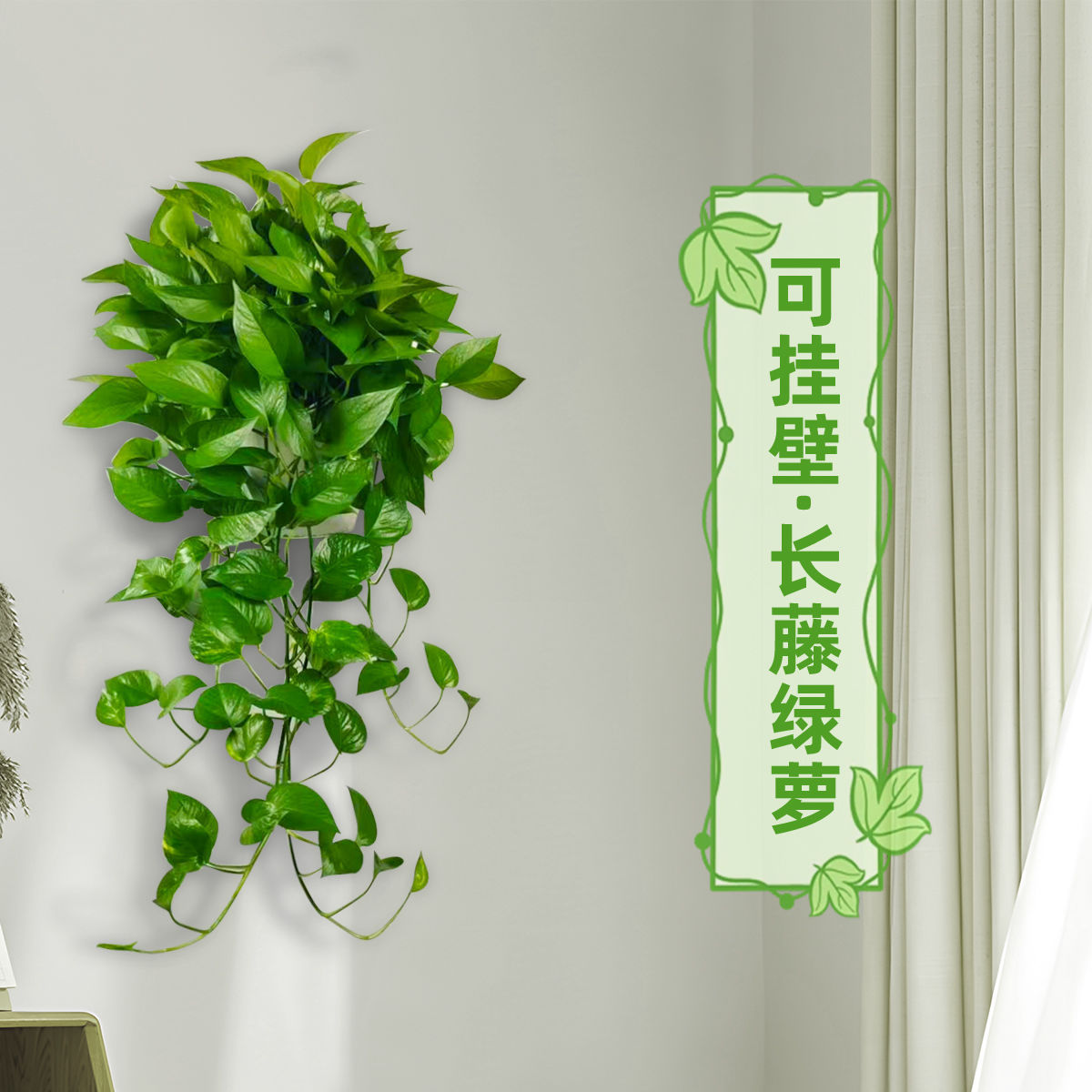 新款壁挂绿萝长藤盆栽吸甲醛净化空气办公玄关挂墙植物家庭免打孔