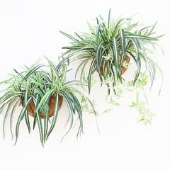 廠家跨境批發塑料藤蔓綠葉常青掛牆綠植裝飾壁掛室內吊蘭仿真植物