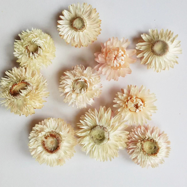 Straw chrysanthemum head pineapple chrysanthemum flower head Yunnan…