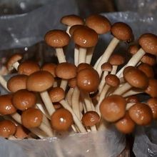 茶树菇菌种蘑菇家庭菌包菌棒阳台袋盆袋栽好吃食用菌种植菌