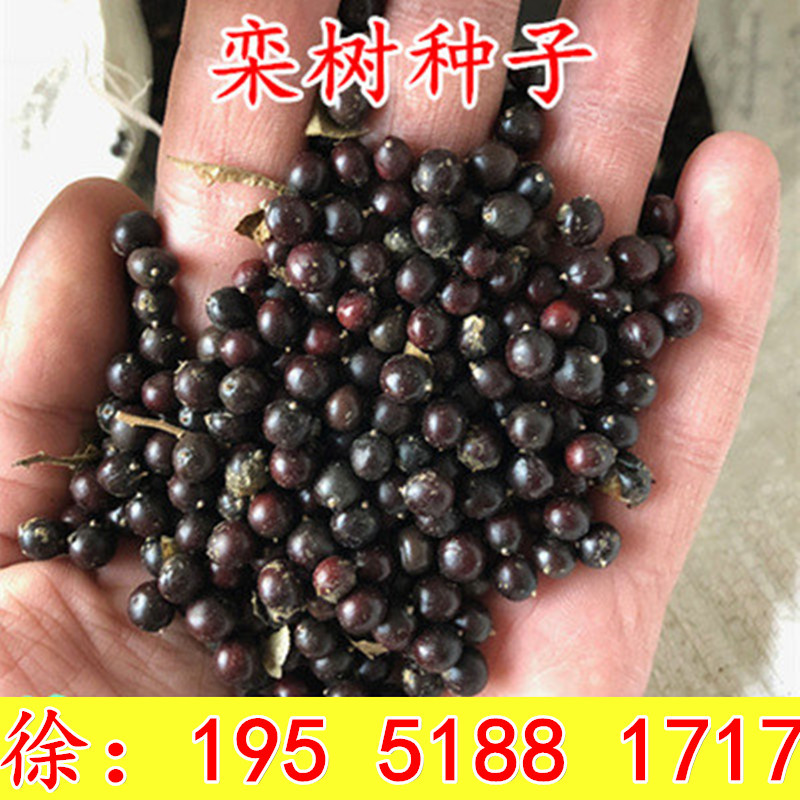 新采栾树种子南栾北栾多年生春秋种植简单散装易活林木种子黄山栾