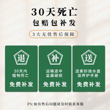 批发文竹盆栽植物铁杆室内办公室桌面送礼茶桌禅意摆件绿植客厅小