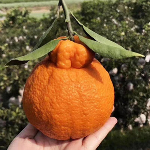 �Ĵ�üɽ����Fժ���rˮ����̲�֪�� ���ٳ�˹�5��10��һ�����l