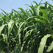 ݷNӺײKݷNѾϻޣߵݷN