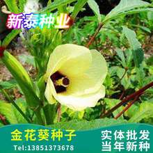 ���l�²ɲݻ��𻨿��N���\���N �S����N�� Ұܽ�طN�����󃞻�