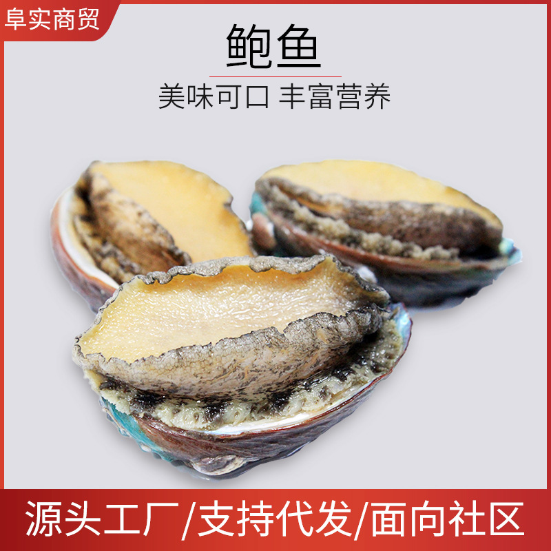 阜实厂家批发冷冻大鲍鱼鲜活黄金鲍新鲜现捞冷冻水产海鲜干货500g
