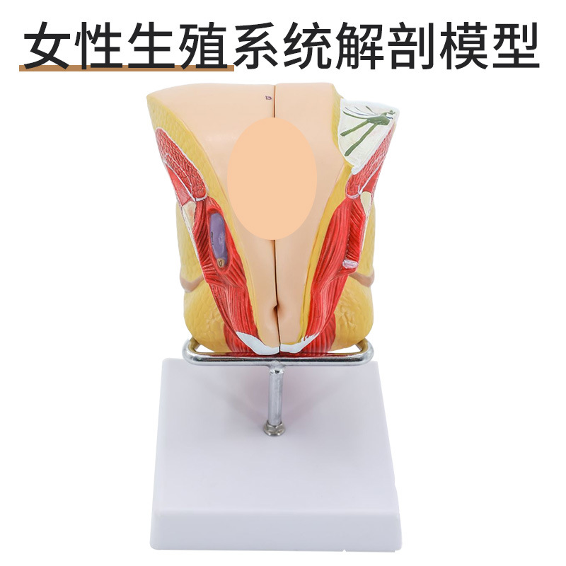 ����������ֳ����ģ�� ��̬������ֳ����ģ�� غ��ģ�� ����ģ��