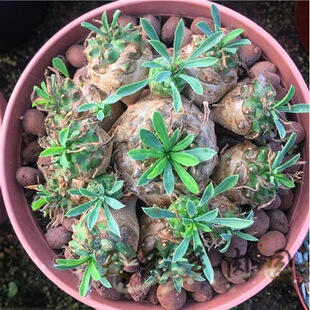 �M�ڶ���ֲ�� �F������ט������üɽһ��һ�ĉK�� �Gֲ���ܽM��