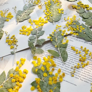 Wholesale Acacia embossed dried flower flower handmade DIY material package plant specimen photo props drop glue jewelry
