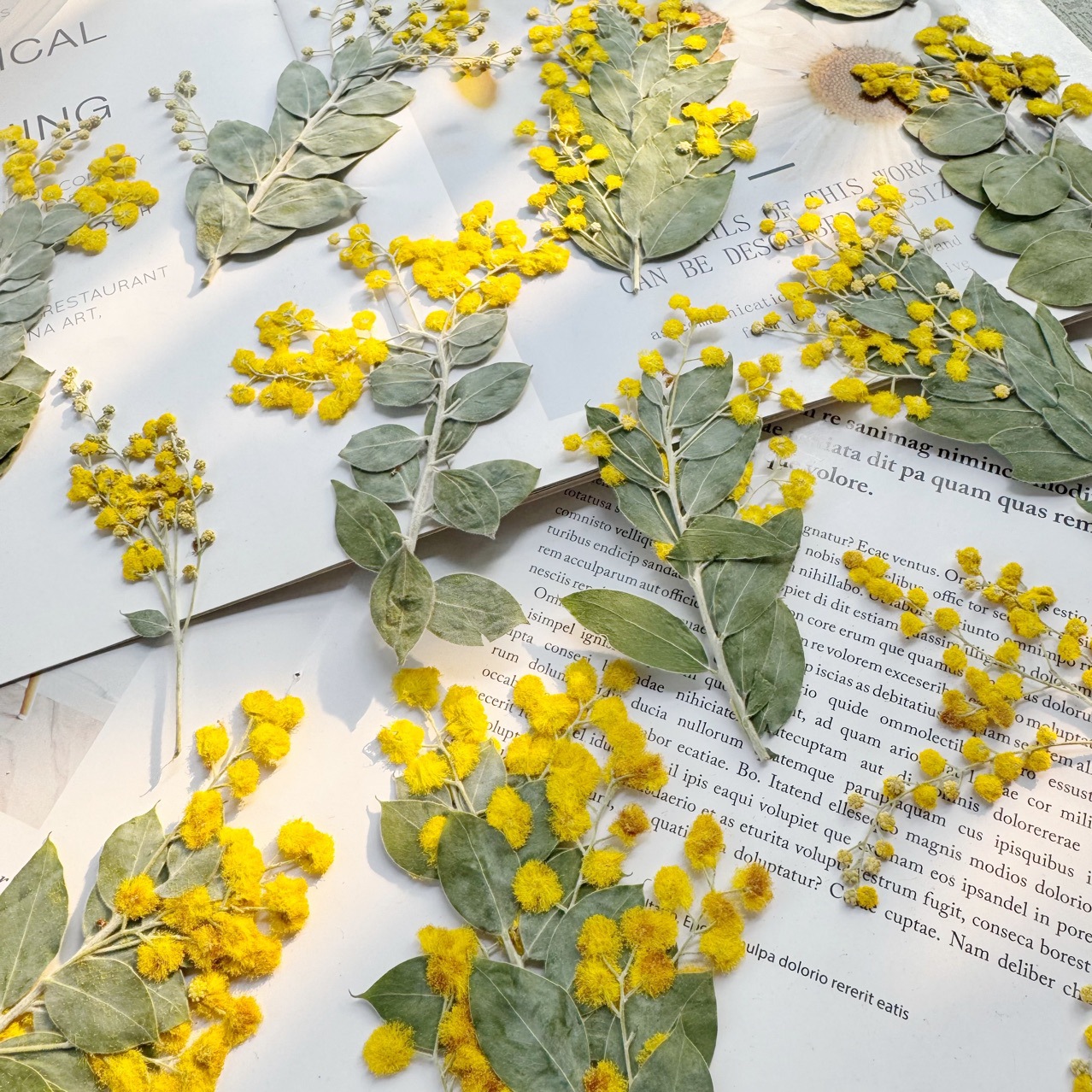 批发金合欢压花干花押花手工DIY材料包植物标本写真道具滴胶饰品