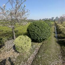 ��ͩ�� ��ľ���� �@�־G�� ���G��ľ ˮ��ֲ�� ˮ������ ��ͩë��