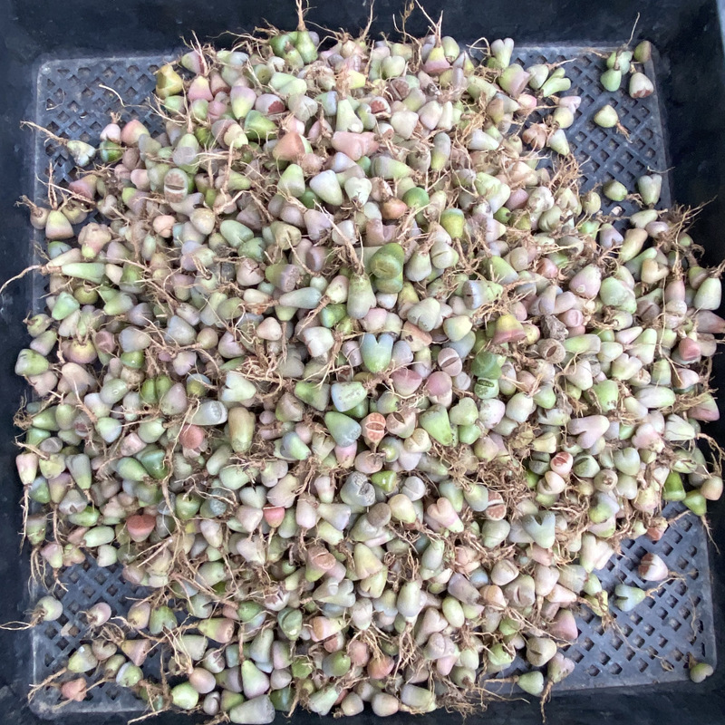 彩色生石花 (6).JPG