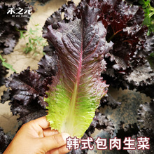 ���˷N����t�~��ɫ��ȹ�n��ɳ���������������ļ��߲˷N�ӷN��