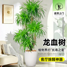 ��Ѫ��͏d�Gֲ��լ���Ͷ��^��횘������҃ȴ�̖�辰�����F��ֲ��