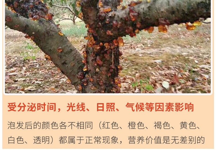 Peach Gum Tao Jiao 桃胶 Natural Resin Granules Large Clean Pieces for Dessert Soups and Milk Stews 500g in use