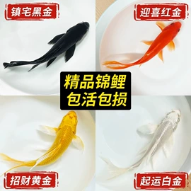 其它水族用品;水草及肥料;造景/装饰
