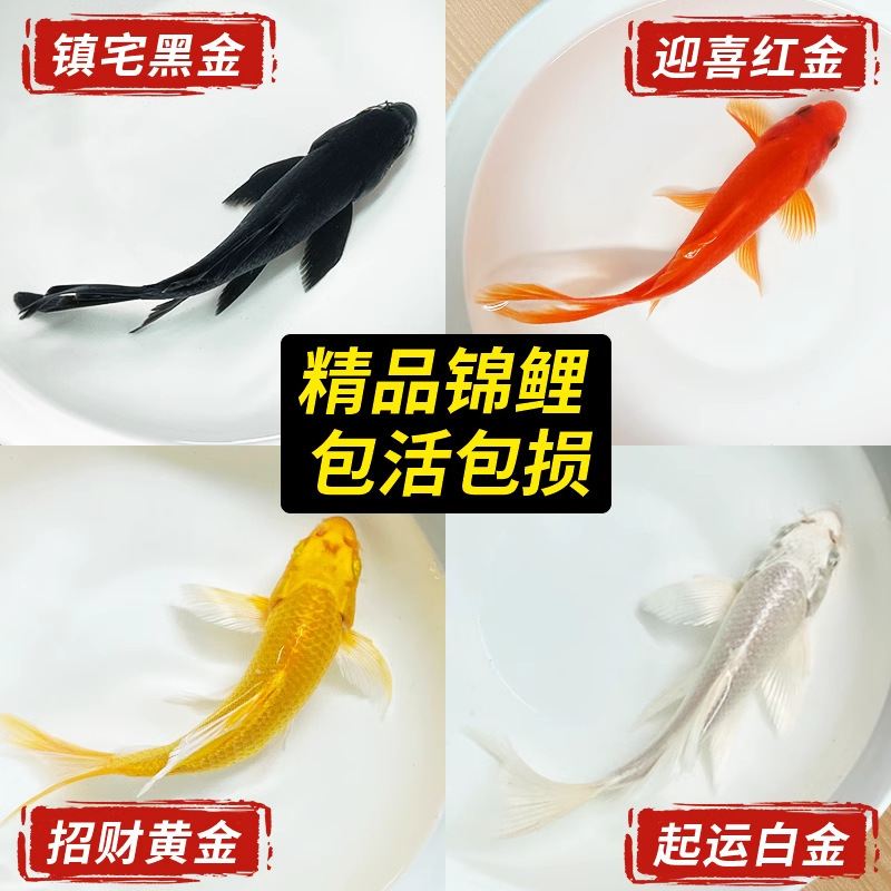 Koi Fish Live Fish Cold Water Freshwater Fish Fry Ornamental Fish Goldfish Small Easy to Care for Durable Purebred Red and White Three-Color Goldfish