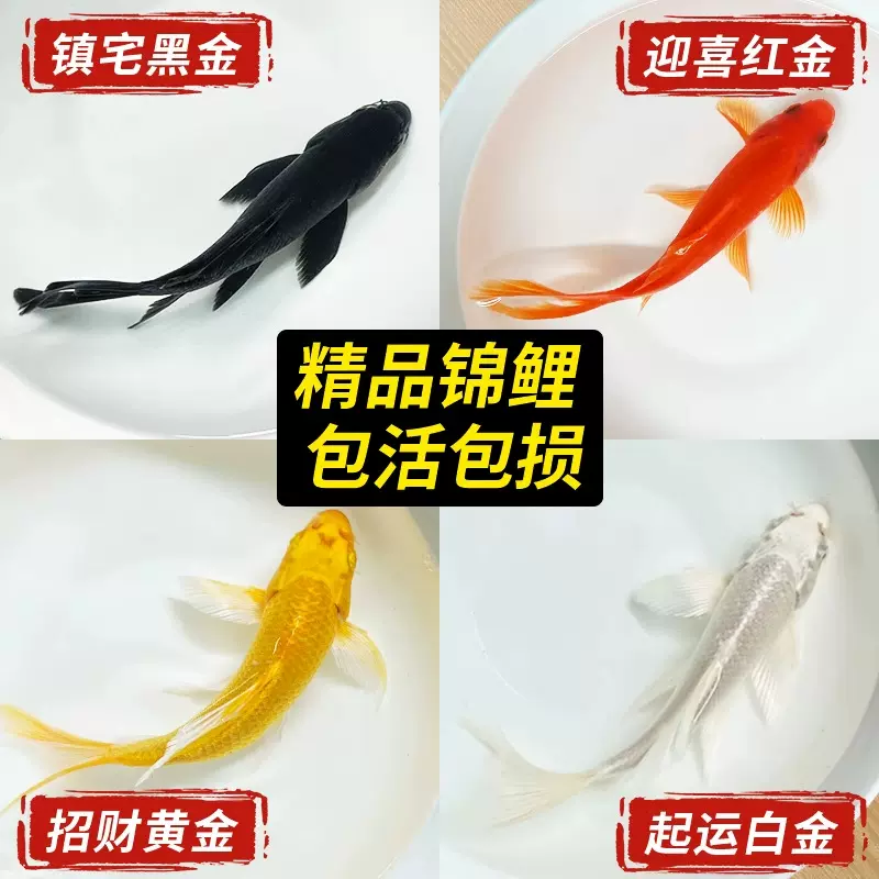 锦鲤鱼活鱼冷水淡水鱼苗观赏鱼金鱼小型好养耐活纯种红白三色包邮