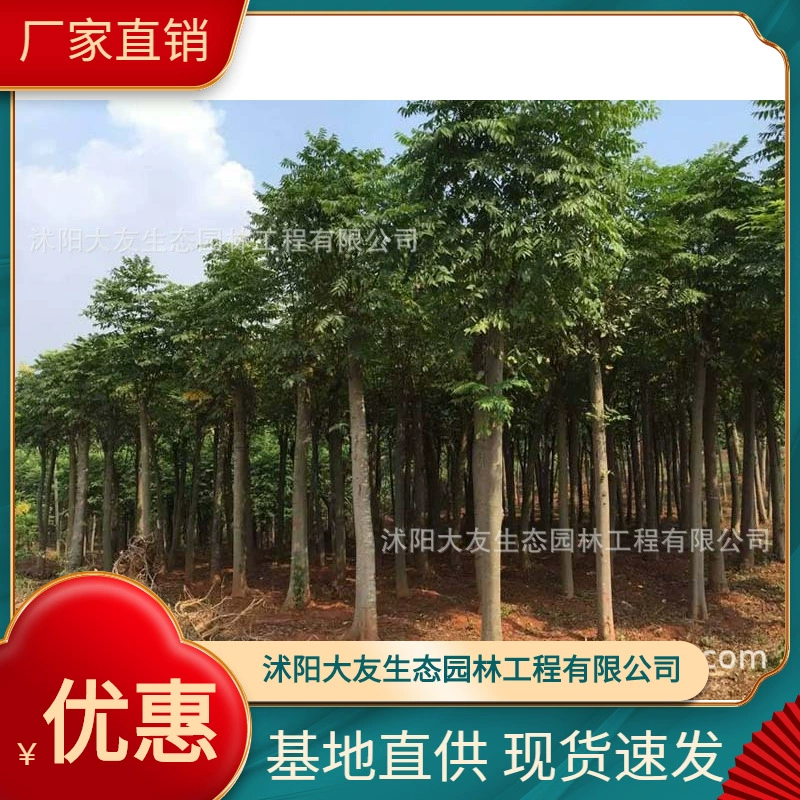 База оптом доморощенные рассада Koelreuteria метельчатая живописная дорога садовая инженерия озеленение рассады