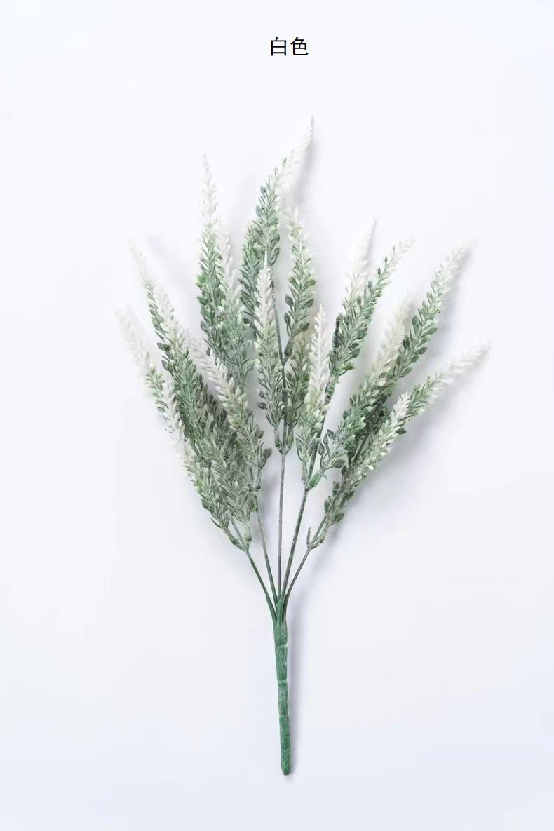 몰려 드는 라벤더 화이트]