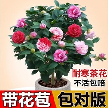 �軨�������������������҃Ȼ�����B�ͻ��ͺ��������ļ�ֲ�ﮔ��