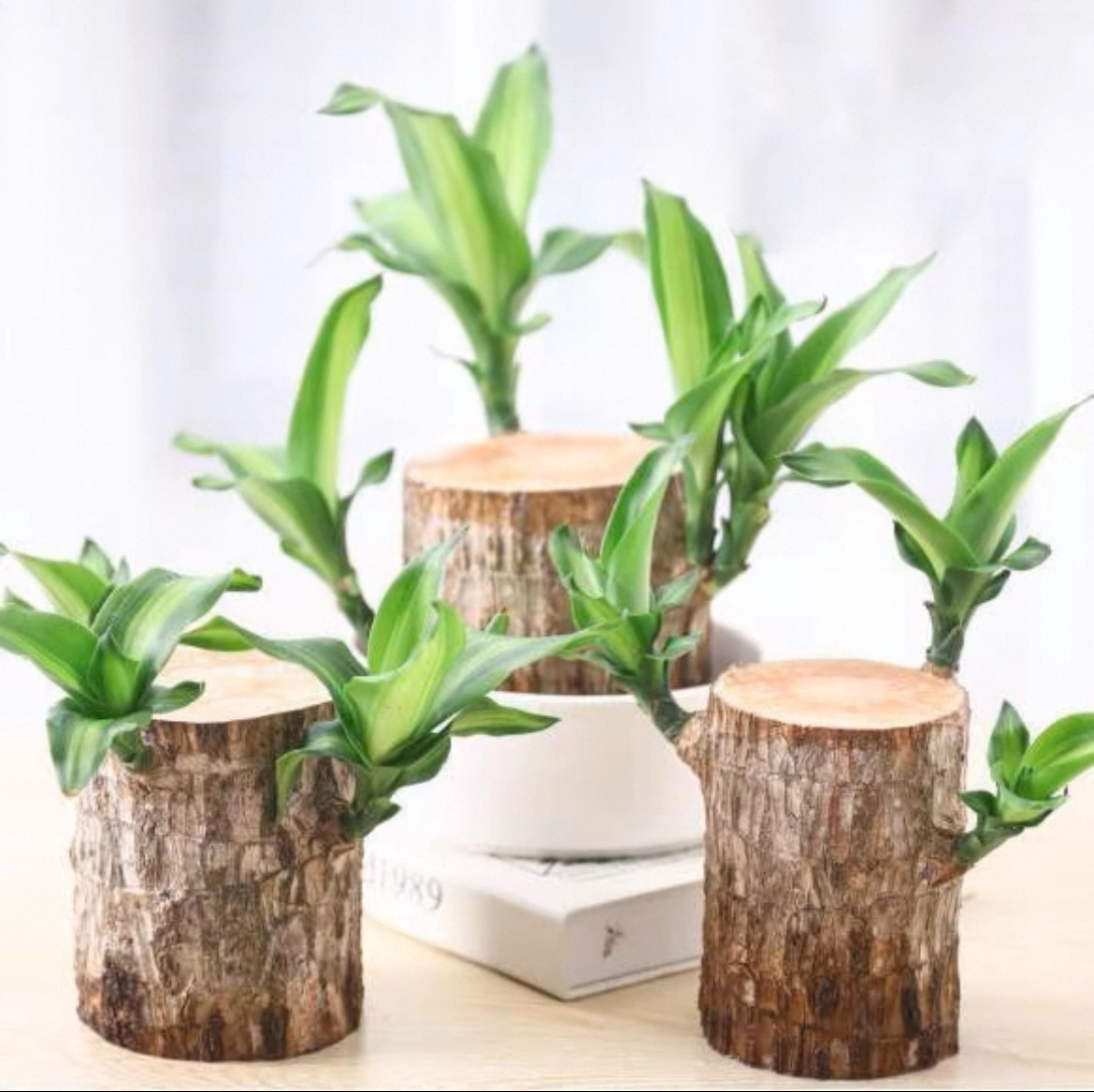 6- 7cm [발아 가능] 단일 브라질 목재(다른 것을 포함하지 않음)/액체 보내기