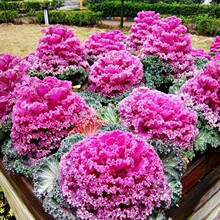 �M���л���ɫ���¸��{�N���ͺ��^�p����ͥԺ�S���_ʳ���߲˷N��