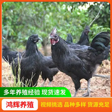 廠家出售散養純種脫溫五黑雞活體幼苗綠殼蛋雞苗小雞苗多少錢一只