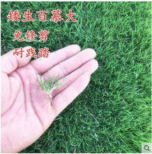 厂家直销 草坪种子 百慕大皮籽 四季青球场矮生百慕大耐践踏