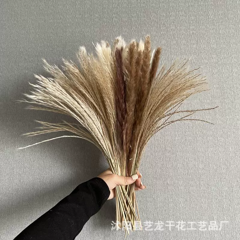 小芦苇干花花束潘帕斯草永生花套装婚礼装饰家居橱窗摆件跨境