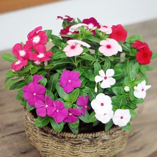 Periwinkle Seeds, Daily Spring Seeds, Bloom in Summer, Easy to Live, Drought-Resistant and Cold-Resistant Flower Seeds, Courtyard Balcony Potted Plants