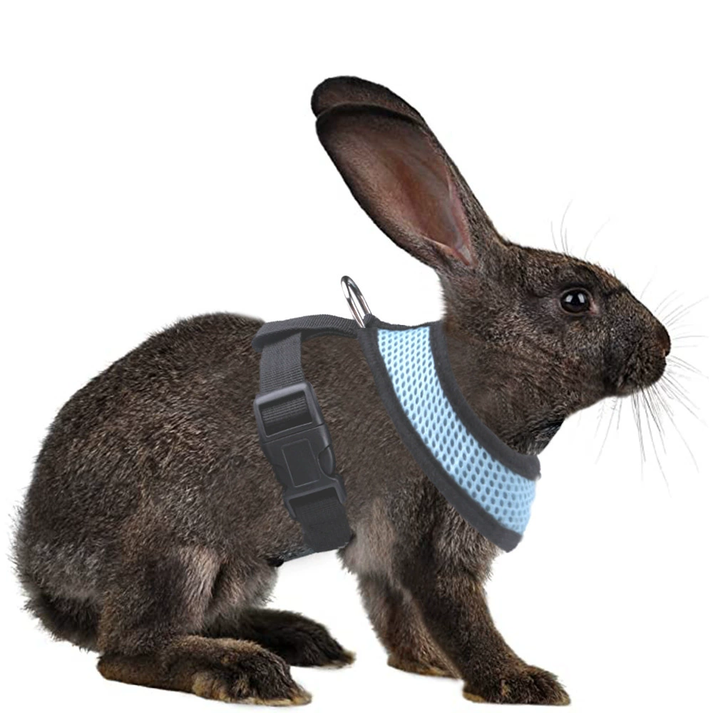 Amazon новый кролик специально с грудной клеткой