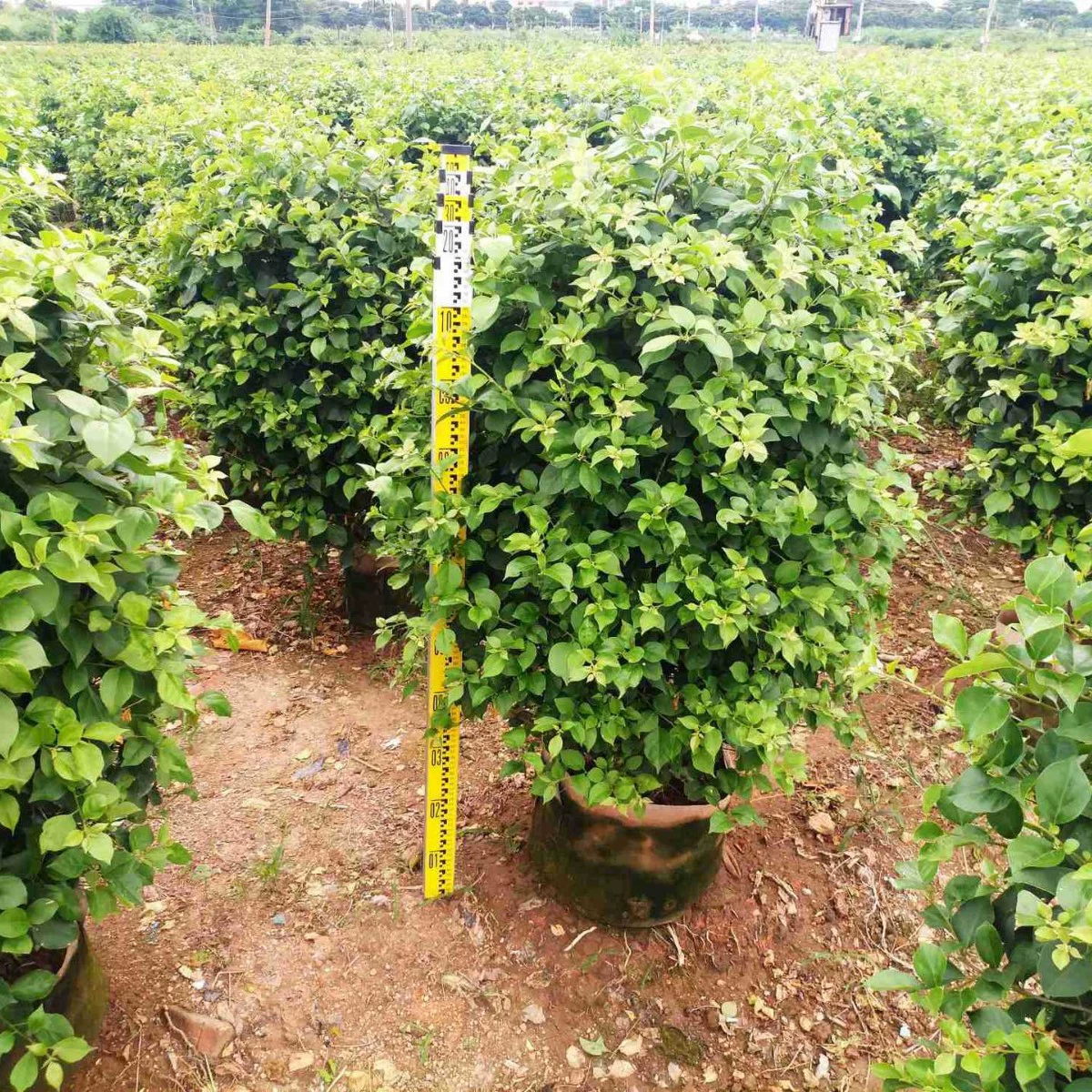 Поставка фиолетового цветка треугольной сливы фиолетовый цветок