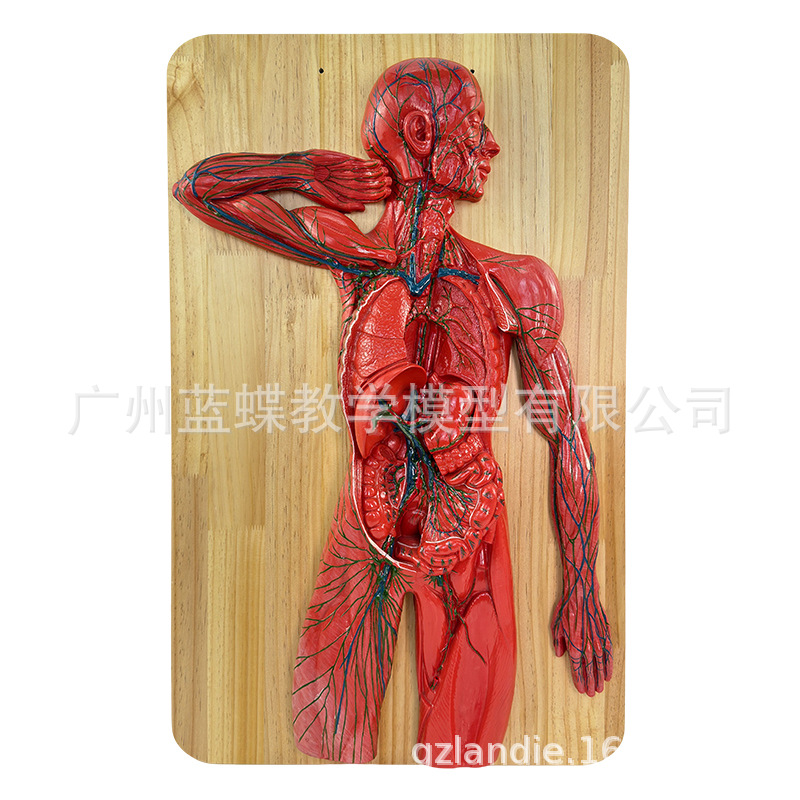 ������ϵͳ ѪҺѭ��ϵͳ ����ϵͳ ����ϵͳ �ڷ��� ������