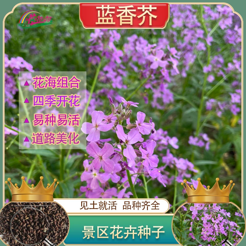 12-летние цветы, высеянные весной и осенью с синими ароматами рапса крытый балкон Евразийские ароматные цветы семена цветов двор морозостойкие