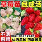 草莓苗杯苗室外可种植白雪公主带花带果包成活水果树苗阳台盆栽苗