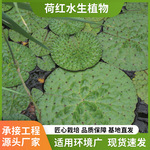 人工生态浮岛设计水生园林花卉芡实浮水植物种植水体净化基地批发