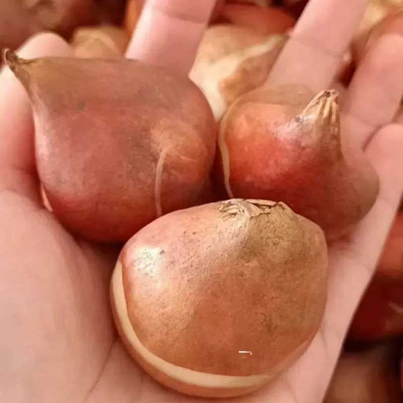 郁金香种球 批发球根花卉 室内桌面盆栽水培土培植物 观花趣味