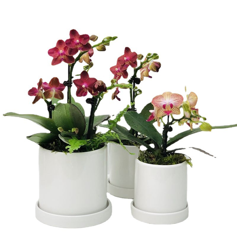 Phalaenopsis flower pot potted flower buds of flowers and buds of plant bands all year round, continuous indoor flowers and green plants are easy to live 5