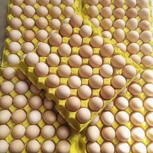 雞蛋凡人樂鮮農家散養土雞蛋柴雞蛋笨草雞蛋批發價整箱小吃禮盒裝