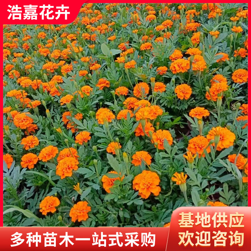 孔雀草花苗带花苞用花苗  国庆租摆用花苗杯苗 孔雀草花苗