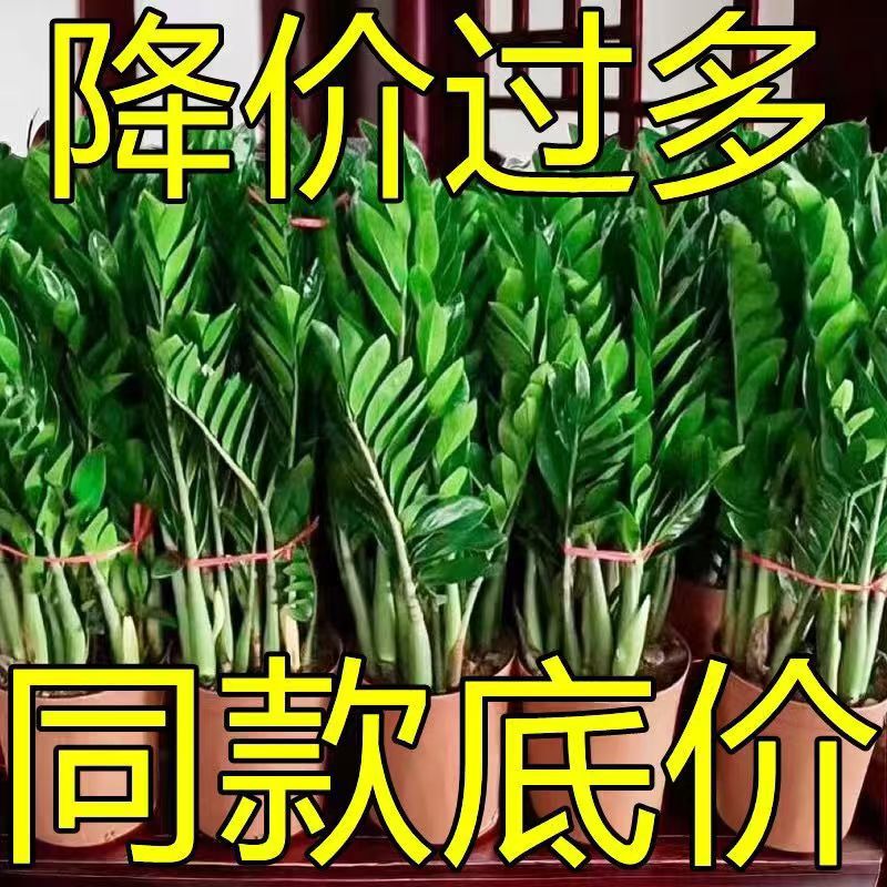 [Four Seasons of Fortune] Money Tree Potted High-End Plants Indoor Living Room Large Green Plants Money Strings Bring in Wealth and Treasure Fortune Tree